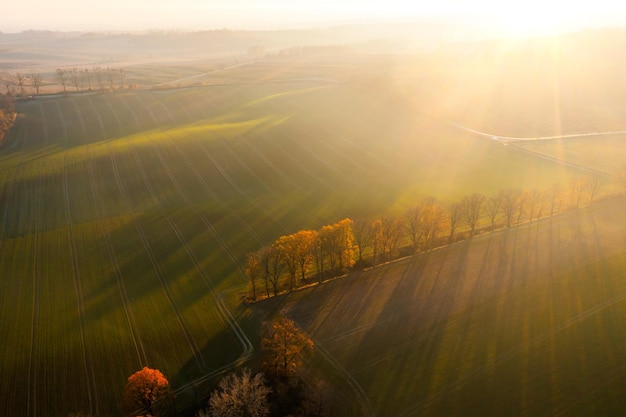 怎么让多肉桩子长粗-把多肉养成老桩怎么做